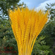 Wheat dried flowers yellow golden barley opening flower basket decoration bouquet opening shop celebration factory wholesale gold barley