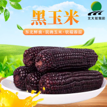 Non-GMO glutinous rice black corn glutinous corn cob fresh vacuum packaging fertilizer reduced meal sticky sticky flavor substitute cooked 10 sticks
