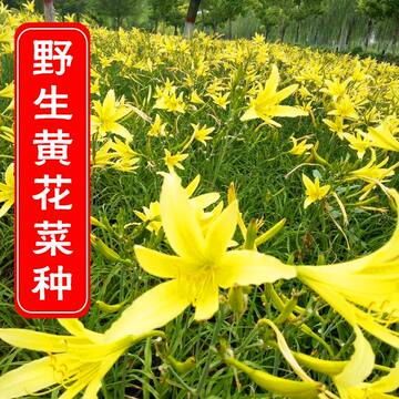 四季黄花菜种子-四季黄花菜种子促销价格、四季黄花菜种子品牌- 淘宝