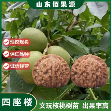 四座楼文玩核桃苗-四座楼文玩核桃苗促销价格、四座楼文玩核桃苗品牌- 淘宝