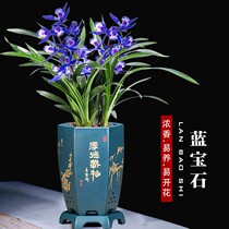 Super fragrant orchid sapphires blossomed in the same year fragrant flowers indoor Four Seasons