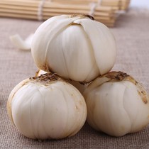 Gansu Lanzhou Lily Lanzhou Fresh Lily Vacuum Three-headed Emperor Edible Sweet Lily 9 1kg Non-lily Dried