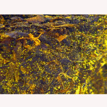 Golden Flower brick Hunan Anhua Black Tea Special Grade Tianjian Chen Old stock Collection Exploits 2 catty