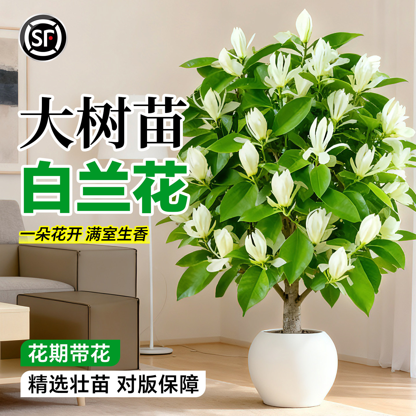 白玉兰花盆栽-白玉兰花盆栽促销价格、白玉兰花盆栽品牌- 淘宝