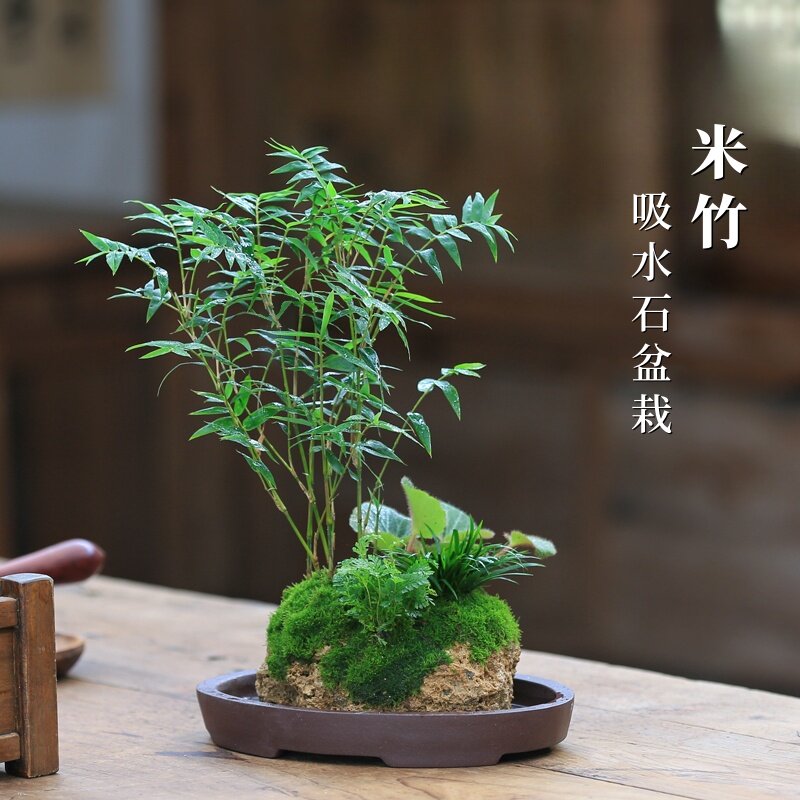 内门竹吸水石盆栽-内门竹吸水石盆栽促销价格、内门竹吸水石盆栽品牌- 淘宝