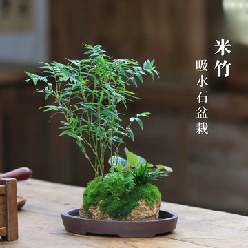 内门竹吸水石盆栽-内门竹吸水石盆栽促销价格、内门竹吸水石盆栽品牌- 淘宝