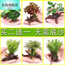 Sloth Water Grass Entrance Level Oxygenation Freshwater All Season Fish Tank in Green Plant Fish Tank Decoration Emulation