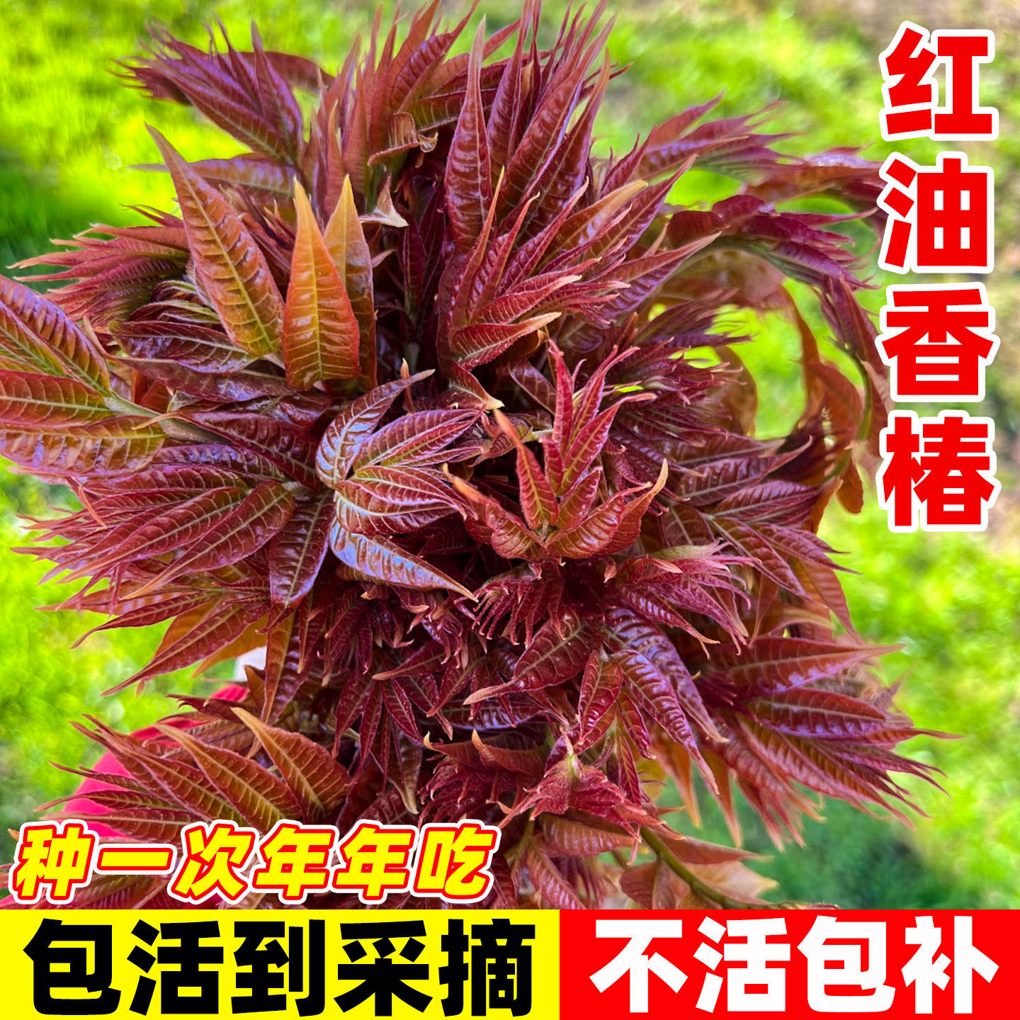 香椿苗红油-香椿苗红油促销价格、香椿苗红油品牌- 淘宝