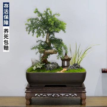 【自然樹】杉盆栽‼️直幹　樹高1m 盆栽 自然樹】杉盆栽‼️直幹 樹高1m 盆栽 - メルカリ
