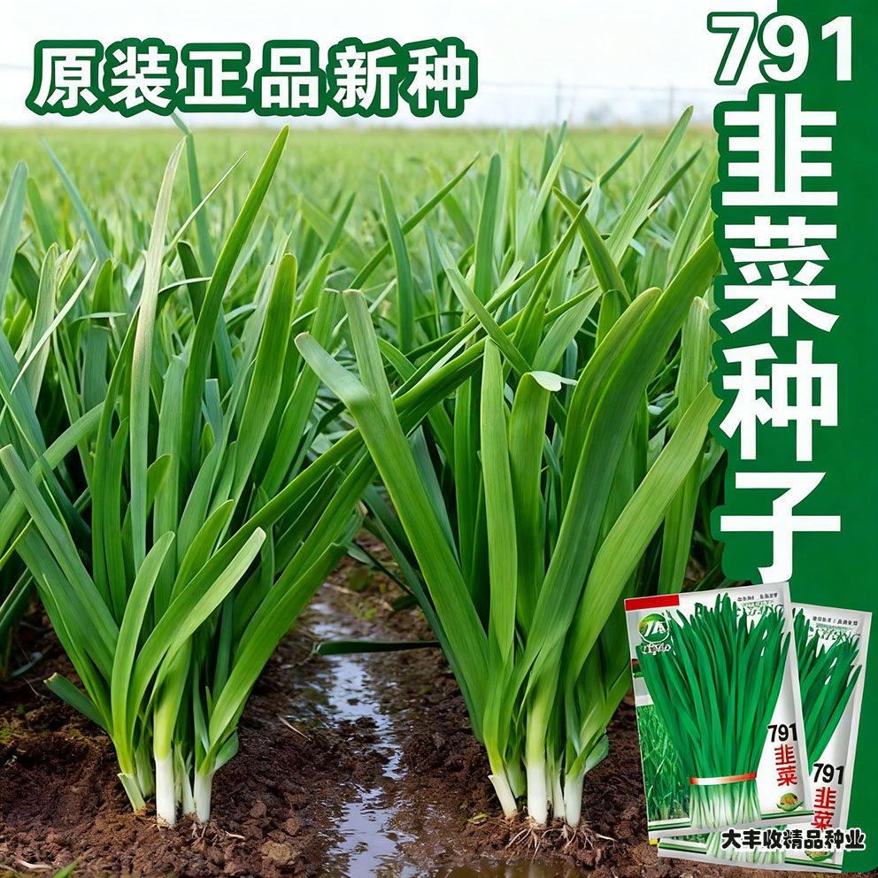 韭菜种籽-韭菜种籽促销价格、韭菜种籽品牌- 淘宝