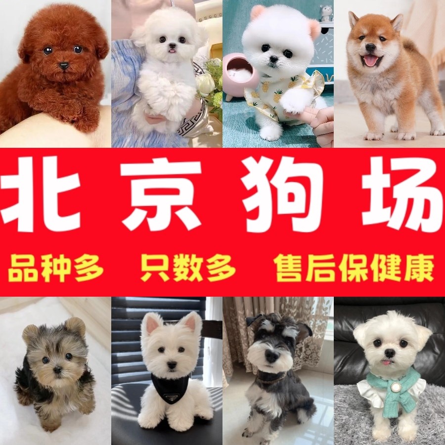🐶在北京找到你的纯种比熊伙伴！小型家庭犬的理想选择！-宠物-淘宝好物网