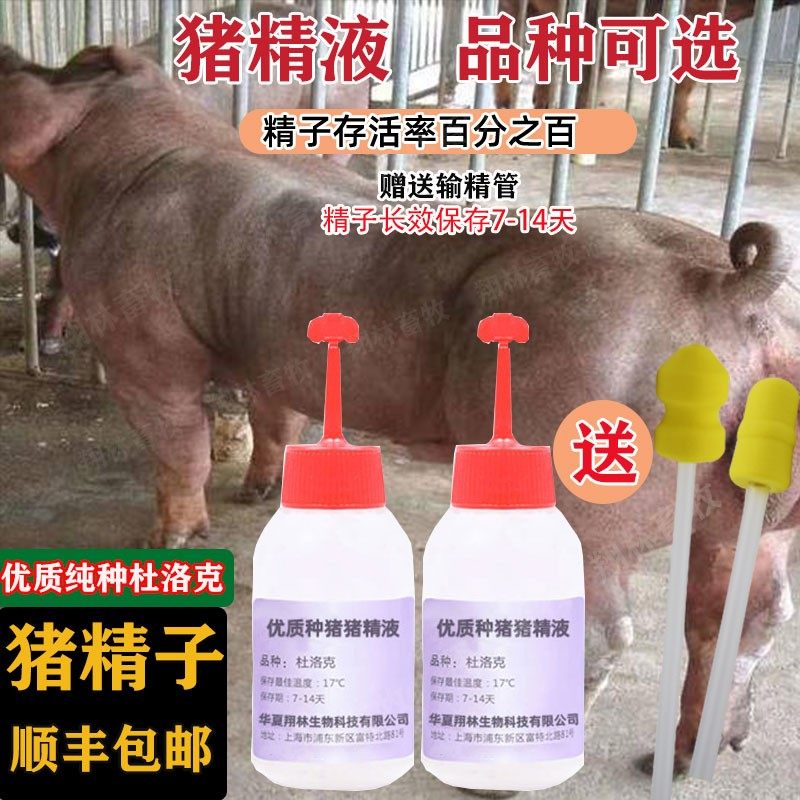 牛世界精猪　 纯种猪精-纯种猪精促销价格、纯种猪精品牌- 淘宝