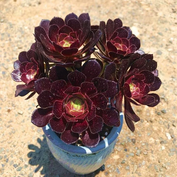 法师多肉植物老桩-法师多肉植物老桩促销价格、法师多肉植物老桩品牌- 淘宝