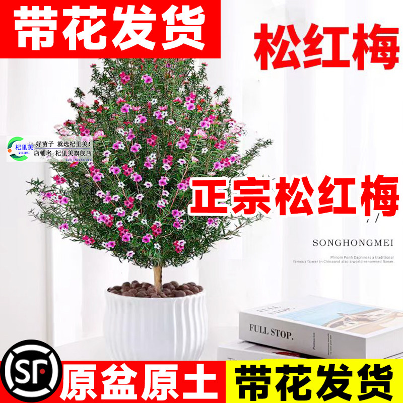 松红梅盆栽-松红梅盆栽促销价格、松红梅盆栽品牌- 淘宝