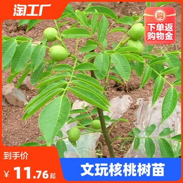 四座楼文玩核桃苗-四座楼文玩核桃苗促销价格、四座楼文玩核桃苗品牌- 淘宝