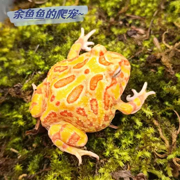蛙 SK 青蛙公仔| Lovelovefrog 青蛙愛漫遊