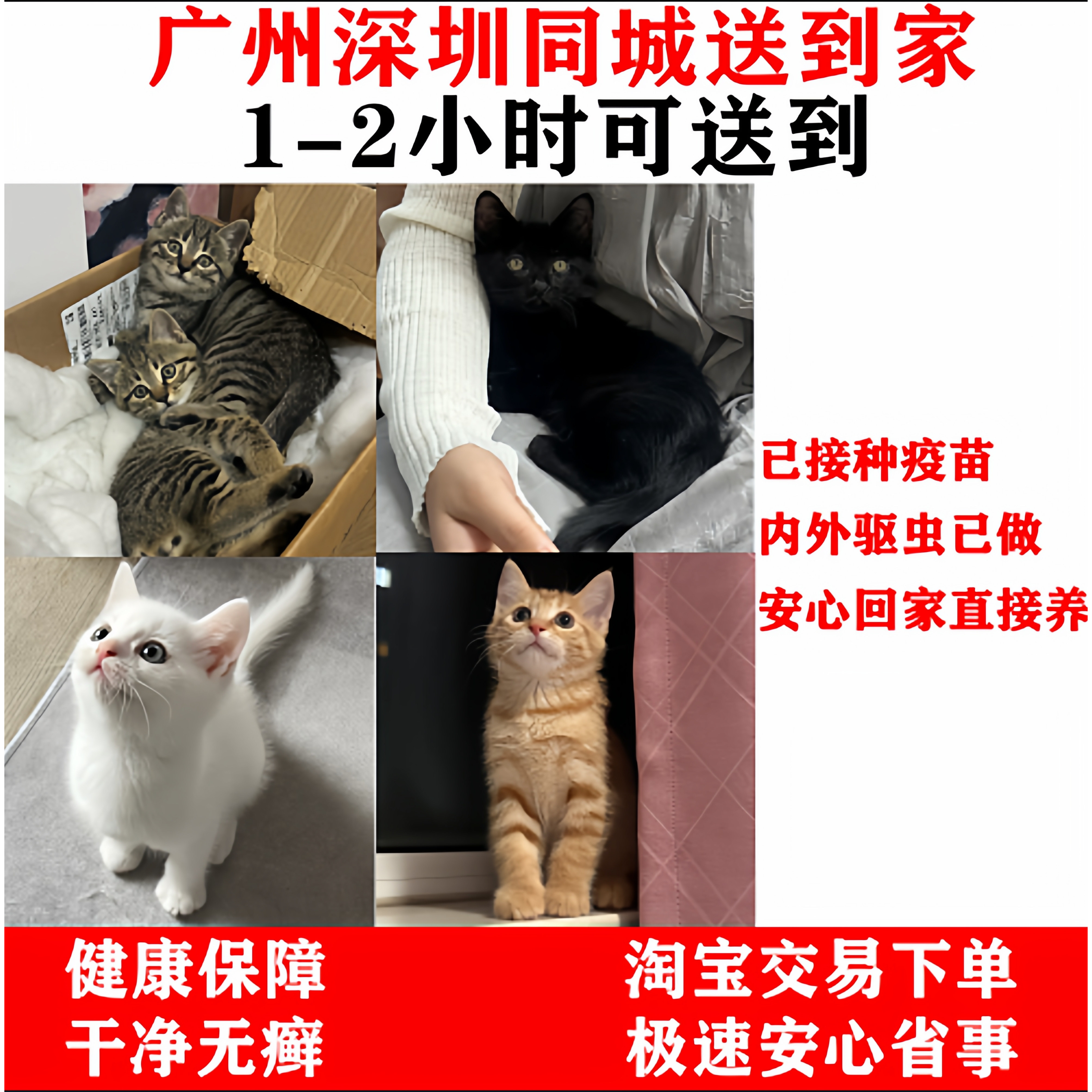 长毛狸花猫幼崽-长毛狸花猫幼崽促销价格、长毛狸花猫幼崽品牌- 淘宝