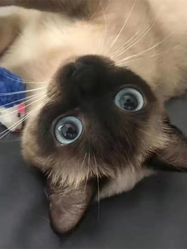 香港发货大黑脸暹罗猫海豹重点色幼猫泰国纯种血统挖煤工宠物小猫