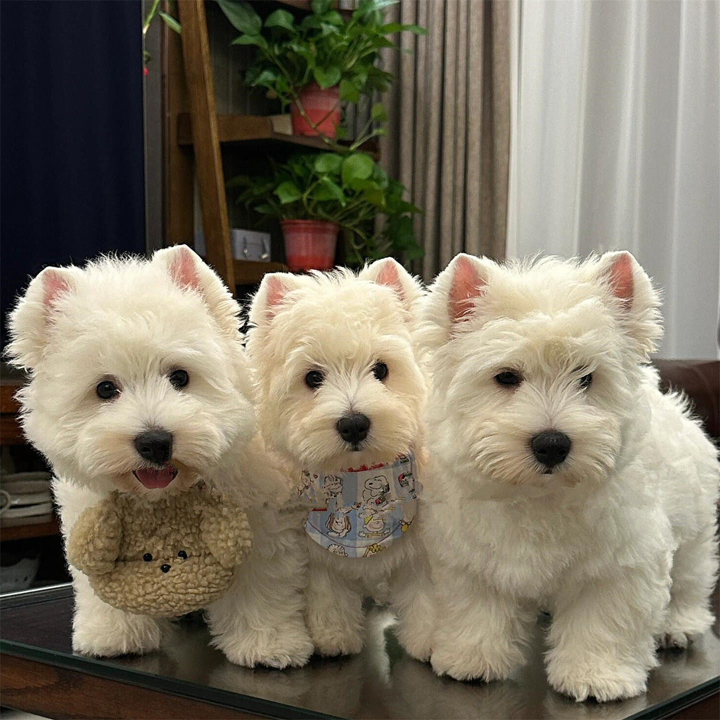 25年还能闭眼入？西高地幼犬凭啥卖到8000还被抢断货-旅游-淘宝好物网