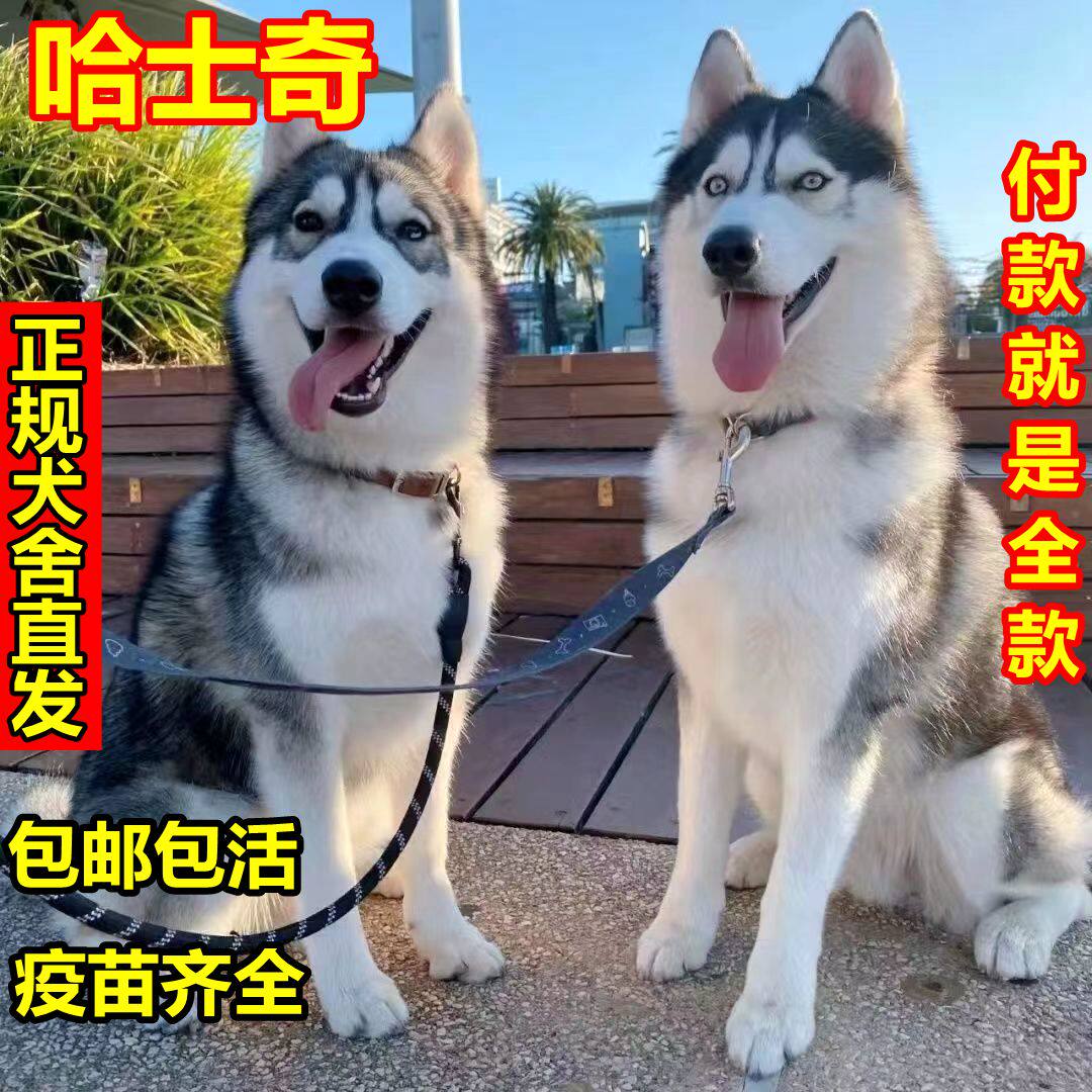 二哈狗-二哈狗促销价格、二哈狗品牌- 淘宝