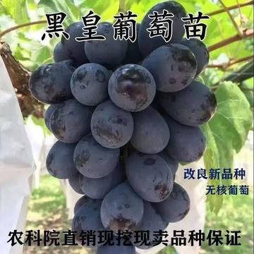 新品种黑皇葡萄苗抗寒不下架黑色大果粒嫁接葡萄树苗南方北方种植