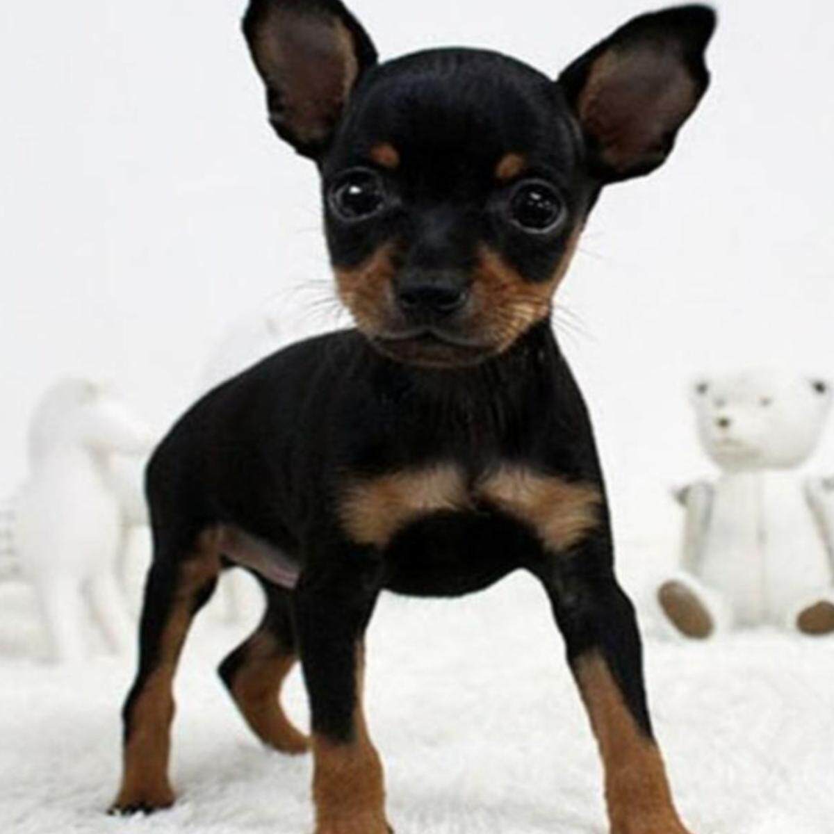 黄色小鹿犬迷你宠物🐾 小体赛级犬种💖-宠物-淘宝好物网