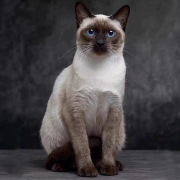 纯种暹罗猫幼猫短毛猫泰国猫海豹重点色蓝眼小猫活体宠物猫咪活物