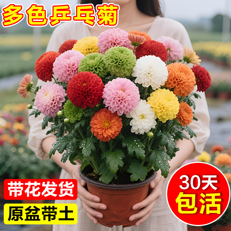 菊花球菊-菊花球菊促销价格、菊花球菊品牌- 淘宝