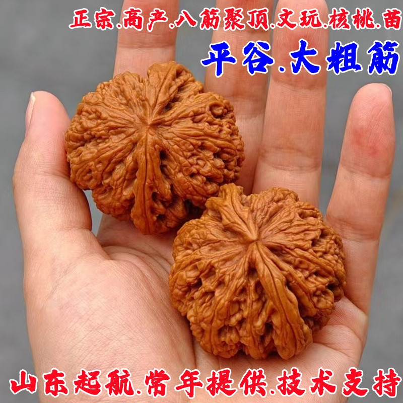 文玩核桃の銘品「大粗筋」 【公式通販】