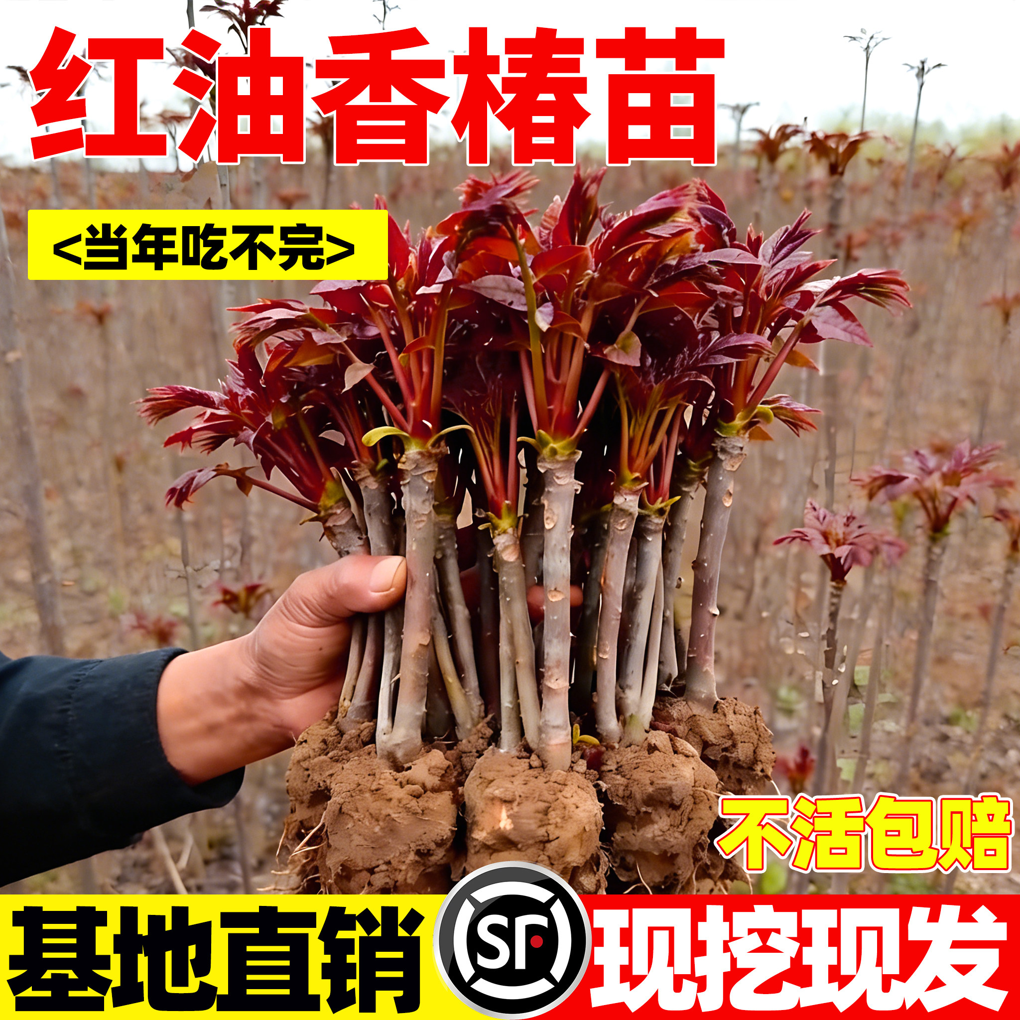 红油香椿苗-红油香椿苗促销价格、红油香椿苗品牌- 淘宝