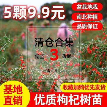 黑枸杞树苗宁夏新疆红色食用枸杞苗老桩盆景盆栽种植枸杞子果树苗