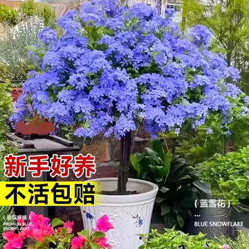 天然盆景花玉石工艺品-天然盆景花玉石工艺品促销价格、天然盆景花玉石