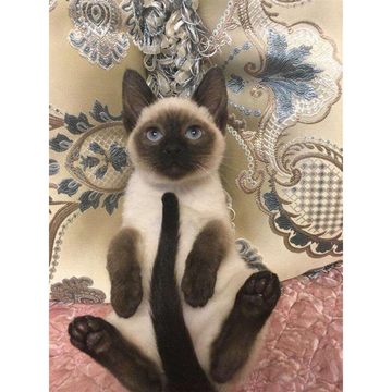 香港澳门发货蓝眼泰国暹罗猫幼崽星罗猫活体海豹重点色宠物布偶猫