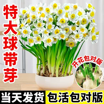椿 水仙3球 漳州水仙雕刻种球-漳州水仙雕刻种球促销价格、漳州水仙雕刻种球品牌- 淘宝