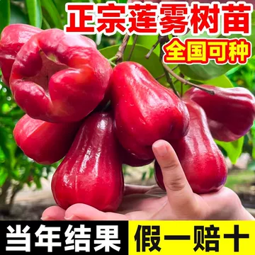 黑金刚莲雾苗-黑金刚莲雾苗促销价格、黑金刚莲雾苗品牌- 淘宝