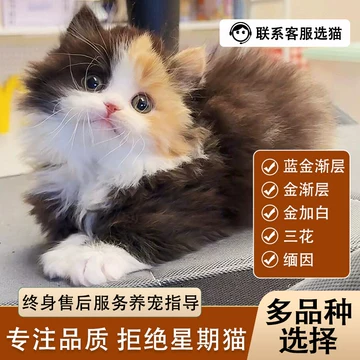 花猫 矮脚三花猫-矮脚三花猫促销价格、矮脚三花猫品牌- 淘宝