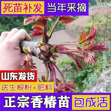 红油香椿苗耐寒-红油香椿苗耐寒促销价格、红油香椿苗耐寒品牌- 淘宝