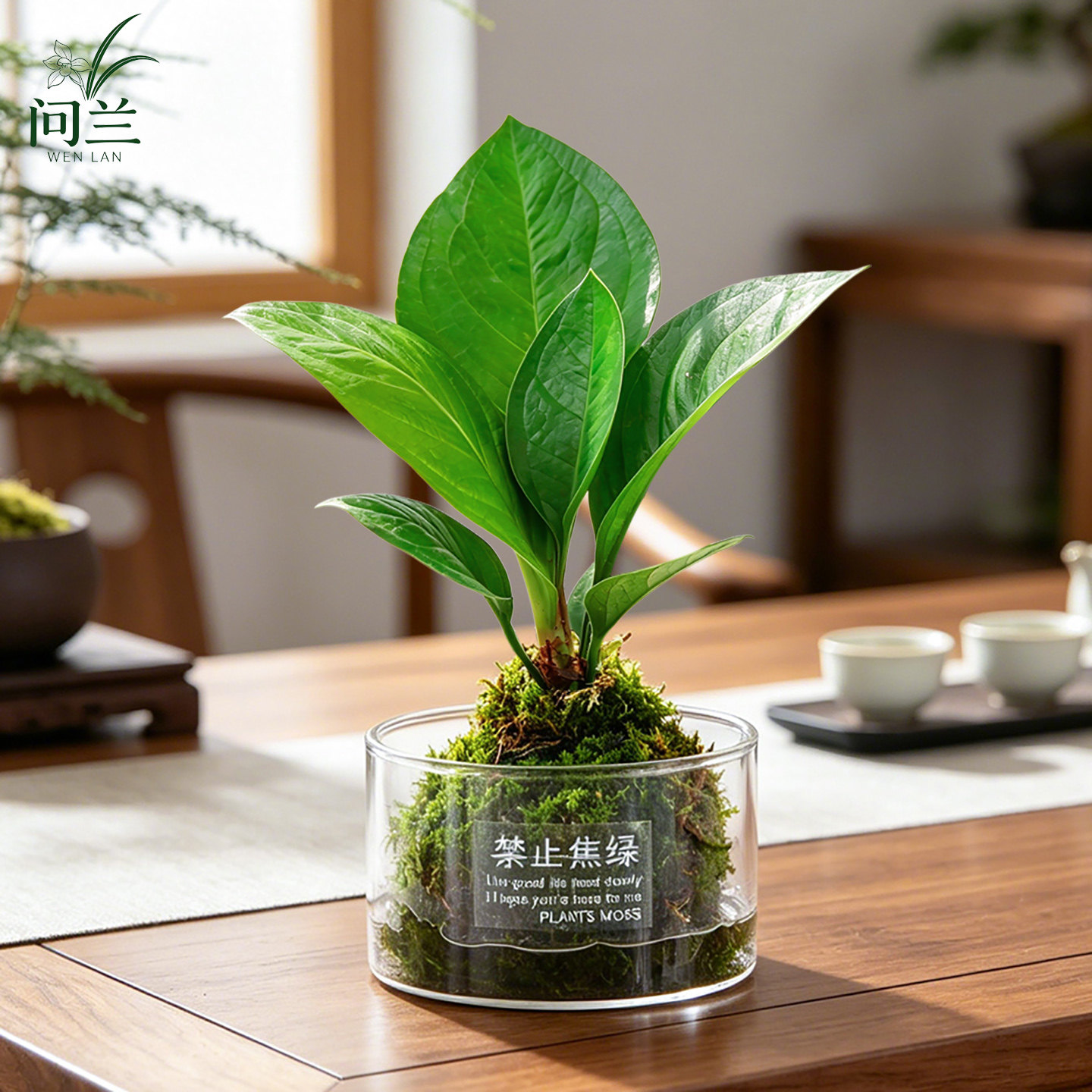 聚宝盆绿植桌面-聚宝盆绿植桌面促销价格、聚宝盆绿植桌面品牌- 淘宝