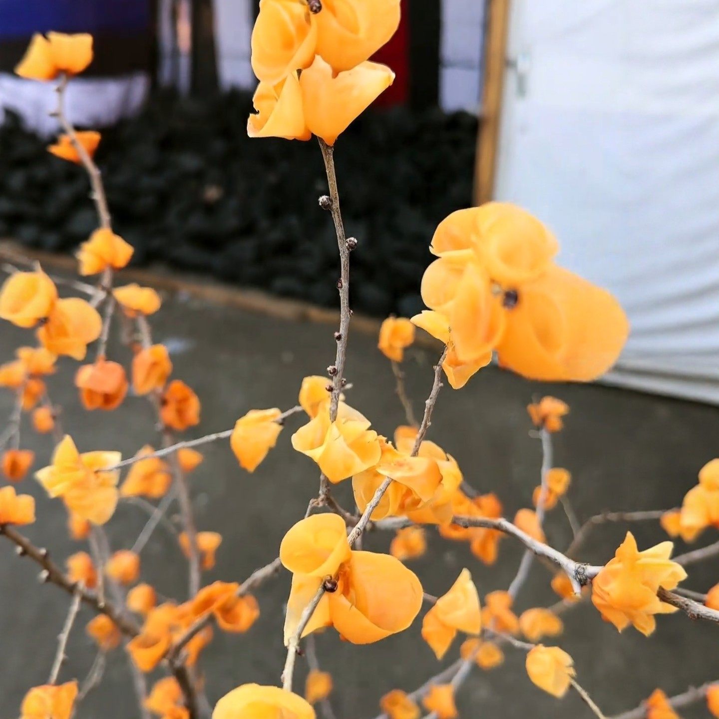 蜡花-蜡花促销价格、蜡花品牌- 淘宝, image size:1440x1440