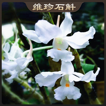 Virgin Dendrobium seedlings black hair flowers white and elegant also known as the name of Dendrobium rare varieties rare and precious