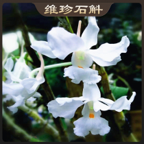 Virgin Dendrobium seedlings black hair flowers white and elegant also known as the name of Dendrobium rare varieties rare and precious