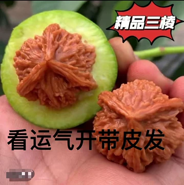核桃文玩三棱-核桃文玩三棱促销价格、核桃文玩三棱品牌- 淘宝