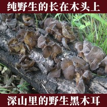 Wild black fungus Changbai Mountain Northeast specialty fungus dry bulk pure wild 250g special mountain autumn fungus dry