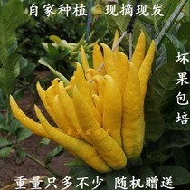 Golden Buddha hand fruit purifies the air for the Buddha to smell incense and watch the placement of five-finger flowers citrus melon orange citron fresh and freshly picked
