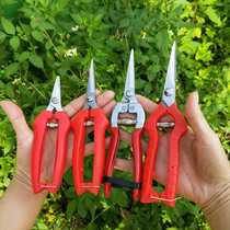 Garden picking fruit pruning scissors Household scissors with spring Gardening picking scissors Grape picking citrus scissors