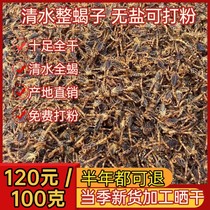  Scorpion Chinese herbal medicine Whole scorpion unsalted water scorpion 10% whole dry goods Whole insect scorpion 100g Whole scorpion