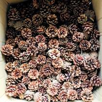 100 pine cone decoration handmade pine cone pine ball Christmas pine cone dried flower shooting props diy material