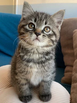 花猫 花田礼品】价格_花田礼品图片- 京东