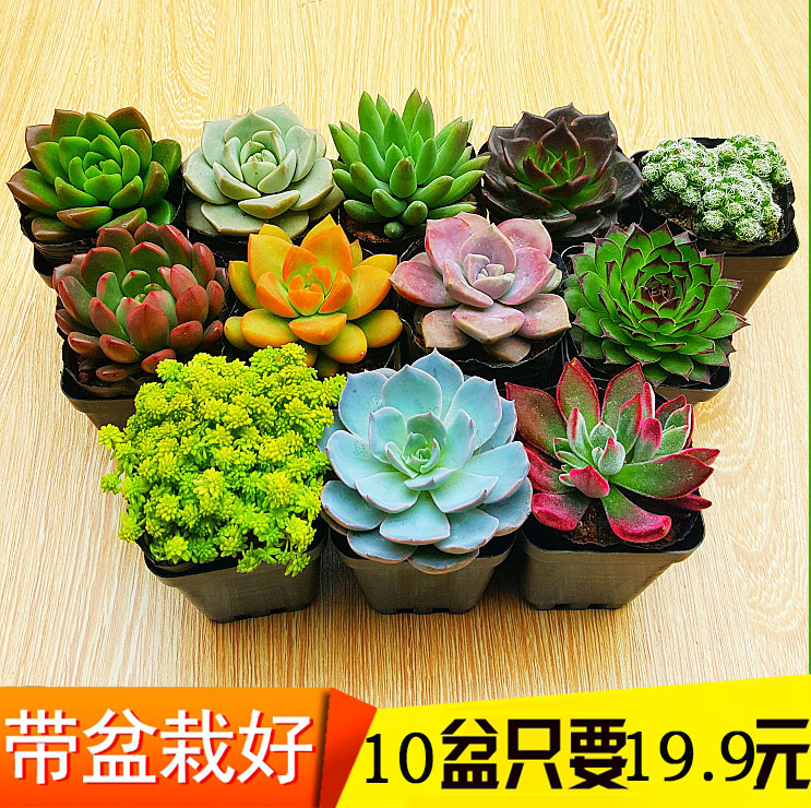 ★万象更新 绿植组合6盆 26元(需用券)