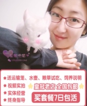 Stewardess dragon cat sends cage dragon cat living things have been vaccinated live paparazzi pet Long Mao Beijing cub cute pure breeder